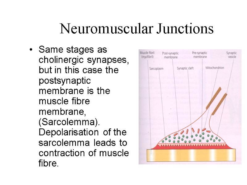 Neuromuscular Junctions Same stages as cholinergic synapses, but in this case the postsynaptic membrane